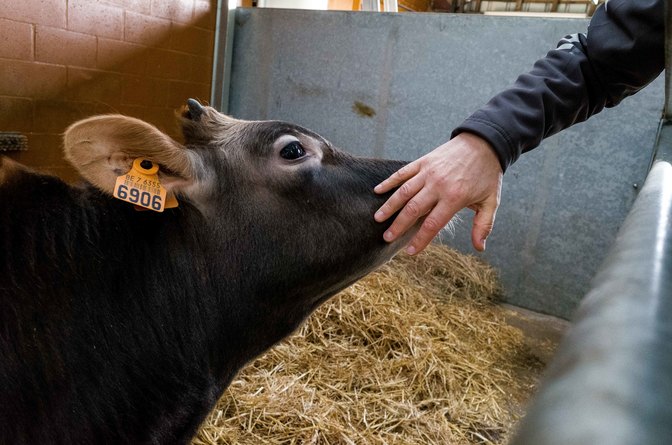 04022020_Animaux en péril - Belgique 4jpg
