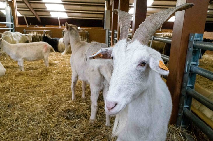 04022020_Animaux en péril - Belgique 5jpg