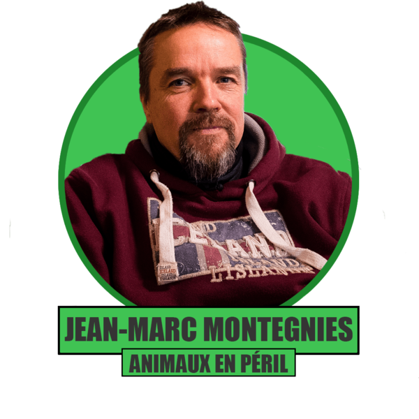 Portrait animaux en périlpng