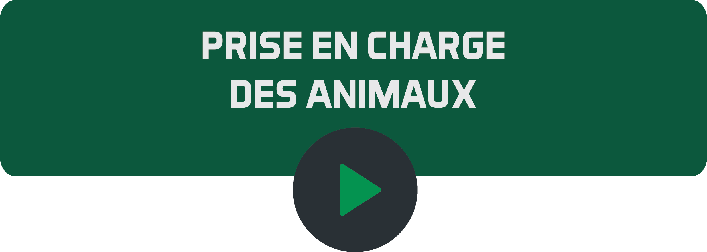 Prise en charge des animaux.png