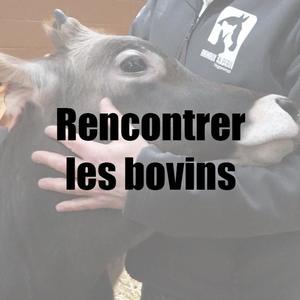 Rencontrer les bovins.jpg