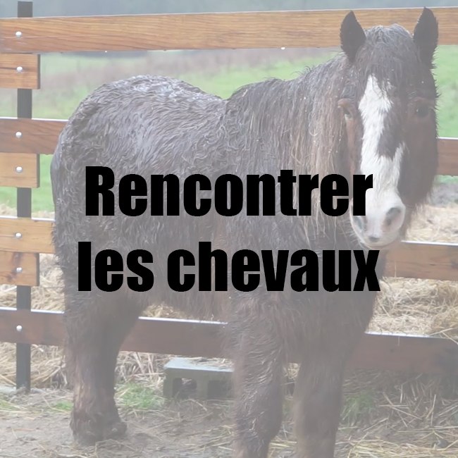 Rencontrer les chevaux.jpg