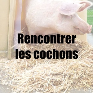 Rencontrer les cochons aep.jpg
