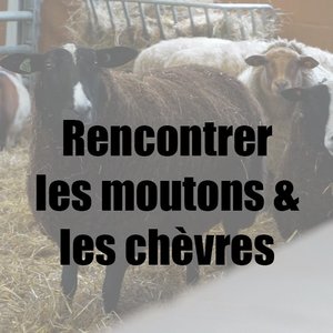 Rencontrer les moutons et les chèvres.jpg