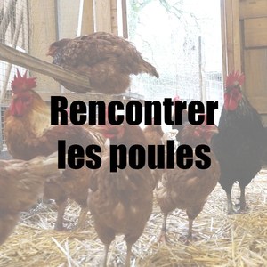 Rencontrer les poules.jpg
