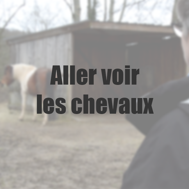 Vignette Chevaux Groin Groinpng