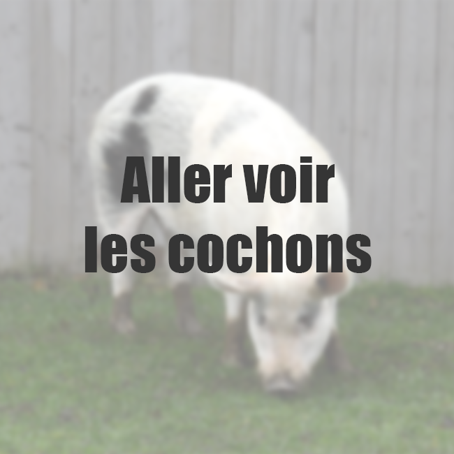 Vignette Cochonspng
