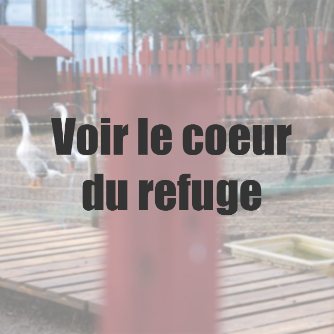 Vignette Coeur du refugepng
