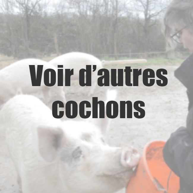 Voir dautres cochonspng